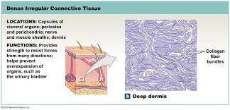 Dense Irregular Connective Tissue Human Anatomy And Physiology Integumentary System Anatomy And Physiology