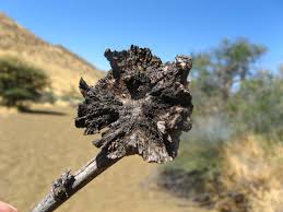 Image result for Tapinanthus oleifolius