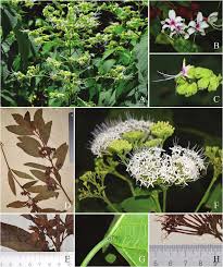 Image result for Clerodendrum pleiosciadium