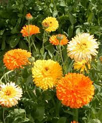 Pin On Direct Sow In Early Spring