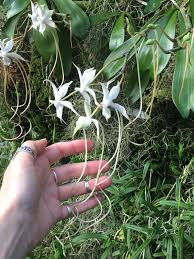 Image result for Aerangis splendida