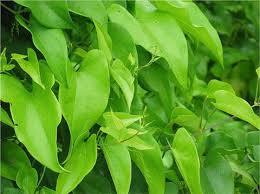 Image result for Dioscorea minutiflora