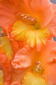 Orange Sherbet Flowers Beautiful Flowers Amazing Flowers