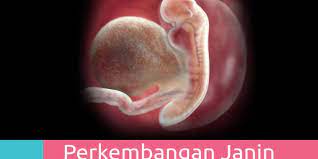 Walhal, kahwin baru je 4 minggu? Perkembangan Janin 5 Minggu Panduan Ciri Gejala Kehamilan