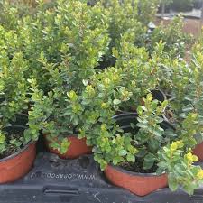 Image result for Myrsine africana