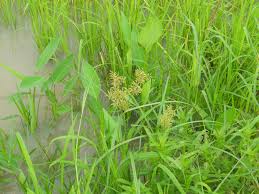 Image result for Pycreus