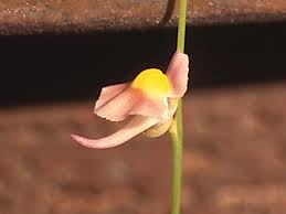 Image result for Uvaria welwitschii