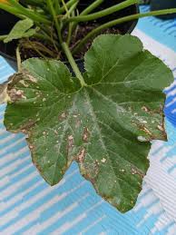 Would rabbits or chipmunks do that kind of damage?? Zucchini Leaves With Brown Spots Help Needed Figuring Out The Cause Gardening