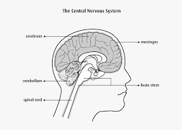 This system consists of the nerves and ganglia outside of the brain and spinal cord. Nervous System Brain And Spinal Cord Diagram Hd Png Download Transparent Png Image Pngitem