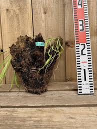 Image result for Xerophyta trichophylla