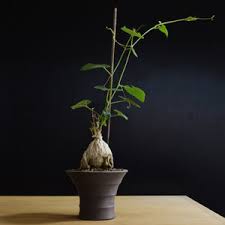 Image result for Kedrostis leloja