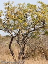 Image result for Cassia abbreviata