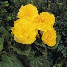 Nonstop Yellow Tuberous Begonia Begonia X Tuberhybrida Tuberous Begonia Begonia White Flower Farm