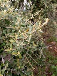 Image result for Tarchonanthus camphoratus