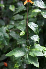 Image result for Turraea robusta