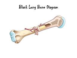 Anatomy students in traditional classes may do practice labeling the bone on paper or even doing a coloring activity to help them learn the parts of the bone. Long Bone Diagram Diagram Quizlet