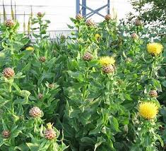 Angular cuts also great a larger surface area for water uptake. 21 Top Cutting Garden Flowers Swallowtail Garden Seeds