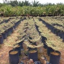 Sebaliknya berilah kekuatan kepada para anggotanya untuk. Bucida Almost Anything For Sale In Malaysia Mudah My