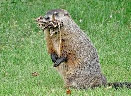 My life so far has been a journey to say the least. Groundhog Facts Pictures Information Woodchuck Marmota Monax