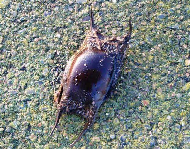What is a Mermaid's Purse? &ndash; beachcombing with Visit Fylde Coast