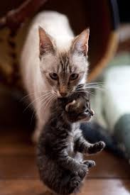 Kedi Yavrusunu Tasiyor Yavru Kediler Kedi Cats