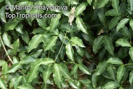 Image result for Hyparrhenia anemopaegma