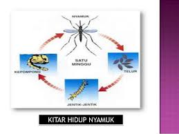 Maybe you would like to learn more about one of these? Slaid Kitar Hidup Haiwan