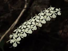 Image result for Aerangis appendiculata