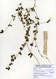 Image result for Oldenlandia goreensis