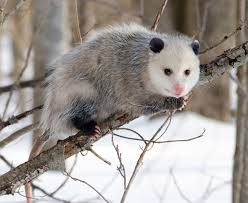 Opossum Wikipedia
