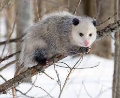 opossum wikipedia