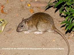 Rats reach sexual maturity after nine weeks, meaning that a population can swell from two rats to around 1,250 in one year, with the potential to grow exponentially. Norway Rats Control Prevention Information For Rats