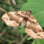 Image result for Pelurga comitata