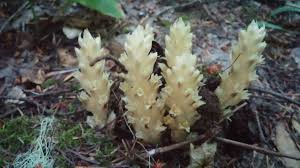Image result for Launaea rarifolia