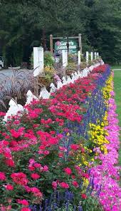 Pin By R Webb On Garden Country Garden Decor Country Gardening Knockout Roses