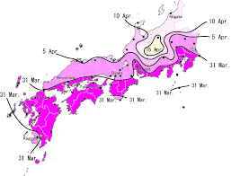 Cherry Blossom Front Sakura Zensen Lang 8 For Learning