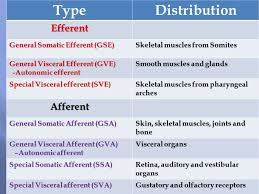 General Somatic Efferent Vs General Visceral Efferent Google Search Skeletal Muscle Anatomy Special