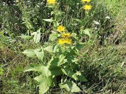 Image result for Inula mannii