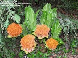 Image result for Scadoxus puniceus