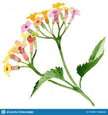 Lantana Drawing Google Search Botanical Flowers Lantana Yellow Lantana