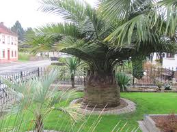 Jubaea Chilensis Mediterranean Garden Outdoor Outdoor Decor