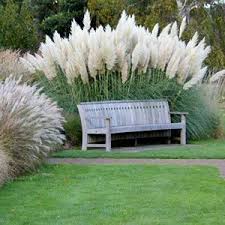 Pflanzen Sie Jetzt Graser Fur Einen Dramatischen Garten Garten Pflanzen Immergruner Garten Garten