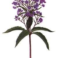 Image result for Platostoma africanum