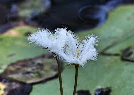 Image result for Menyanthaceae