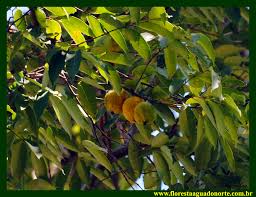 Image result for Antrocaryon