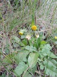 Image result for Eschenbachia stricta