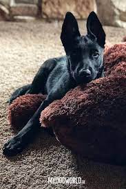 Belgian malinois have great work ethic and respond very well to commands. Belgischer Schaferhund Cute Dog Hunde Welpen Cute Puppy Belgian Malinois Malinois Dog Dog Breeds Pet Tiger