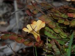 Image result for Biophytum crassipes