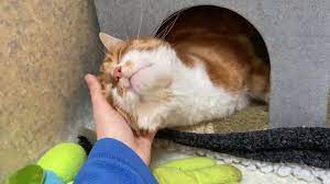 Cats Protection Exeter Axhayes Adoption Centre Home Facebook
