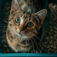 Día Internacional del Gato: ¿por qué se celebra el 8 de agosto y otras dos  veces más en el año? - Infobae